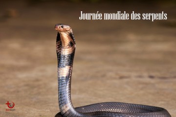 Journée mondiale des serpents